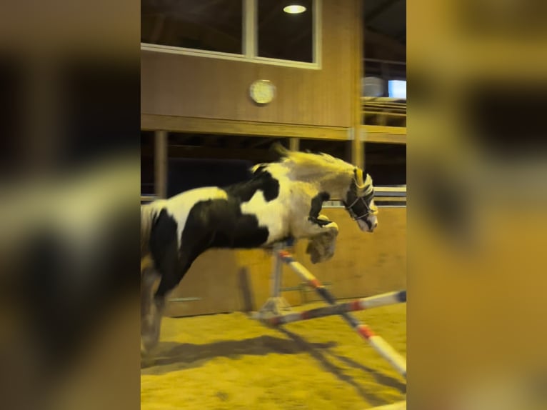 Tinker Ruin 8 Jaar 153 cm Gevlekt-paard in Oebisfelde