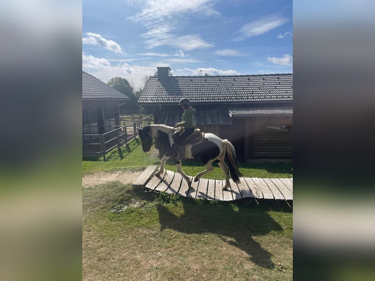 Tinker Mix Ruin 8 Jaar 155 cm Gevlekt-paard in Königswiesen