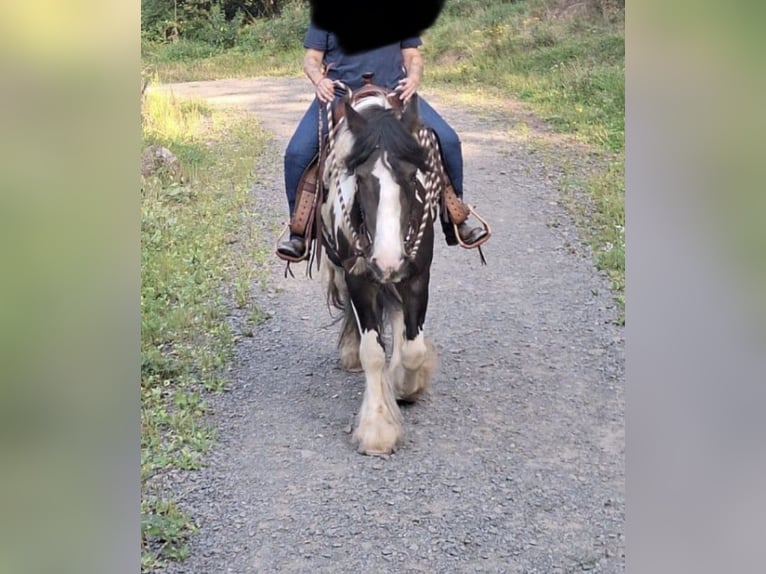 Tinker Ruin 8 Jaar 155 cm Tobiano-alle-kleuren in Bad Wimpfen