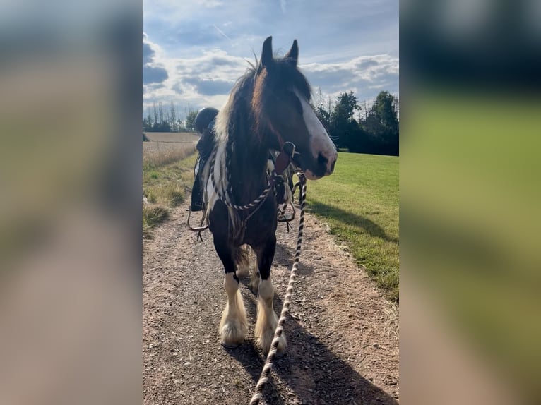 Tinker Ruin 8 Jaar 155 cm Tobiano-alle-kleuren in Bad Wimpfen