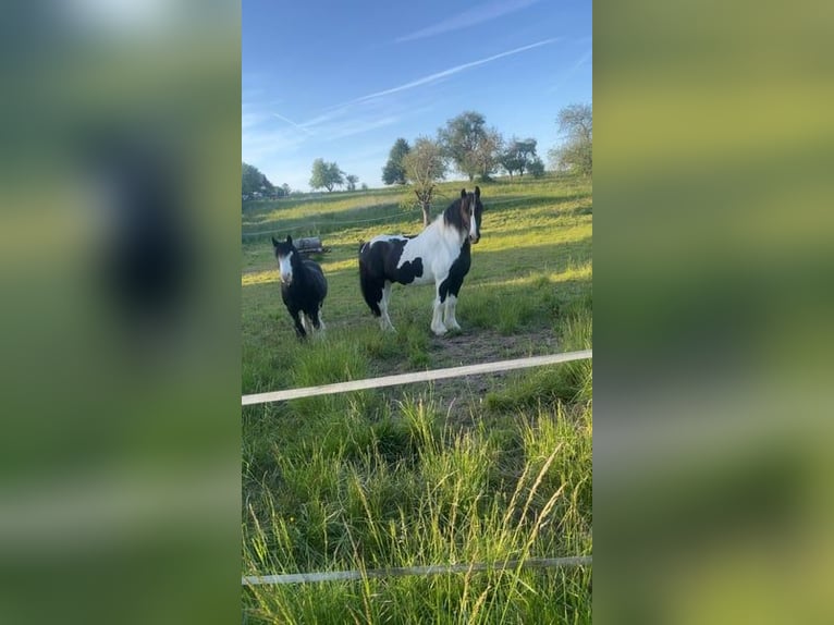 Tinker Ruin 8 Jaar 156 cm Gevlekt-paard in Büdingen