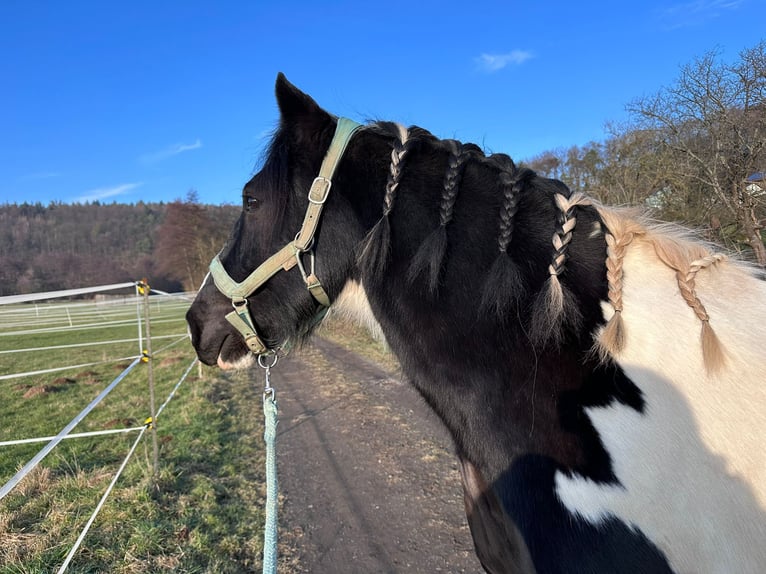 Tinker Ruin 8 Jaar 156 cm Gevlekt-paard in Büdingen