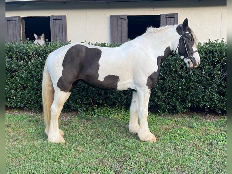 Tinker Ruin 8 Jaar 157 cm Tobiano-alle-kleuren in Ocala, FL