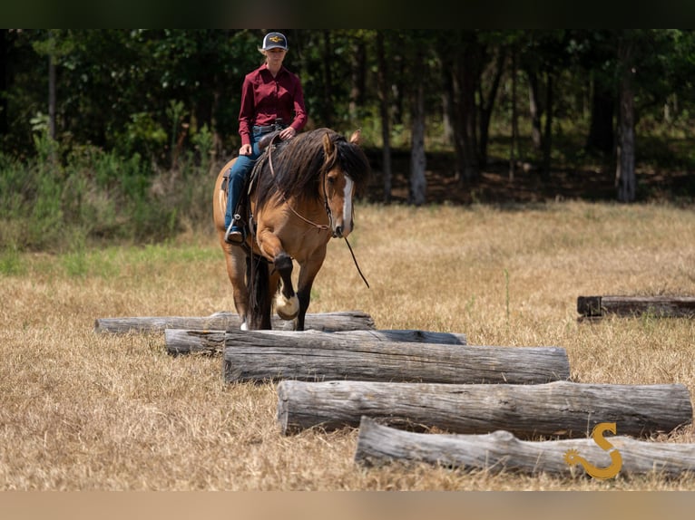 Tinker Mix Ruin 8 Jaar 160 cm Falbe in Bogard, MO
