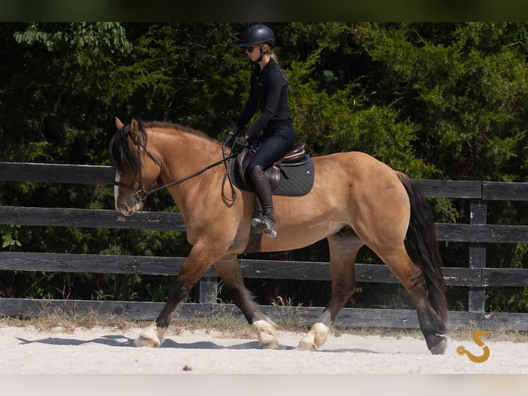 Tinker Mix Ruin 8 Jaar 160 cm Falbe in Bogard, MO