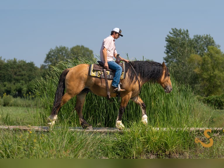 Tinker Mix Ruin 8 Jaar 160 cm Falbe in Bogard, MO