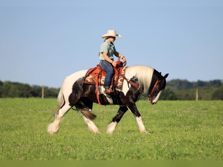 Tinker Ruin 8 Jaar Gevlekt-paard in Clarion