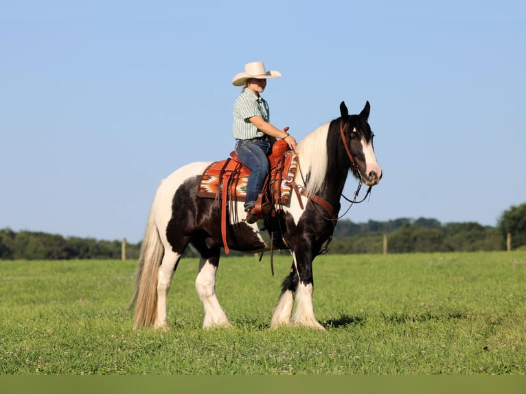 Tinker Ruin 8 Jaar Gevlekt-paard in Clarion