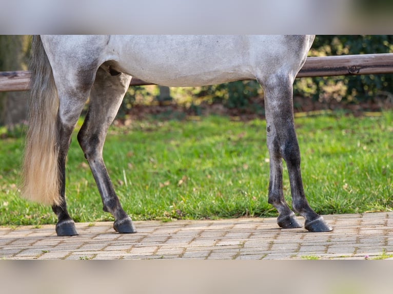 Tinker Ruin 9 Jaar 118 cm  in GROTE-BROGEL