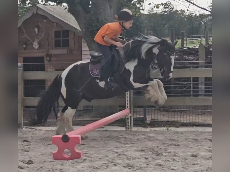 Tinker Ruin 9 Jaar 129 cm Gevlekt-paard in Langennaundorf