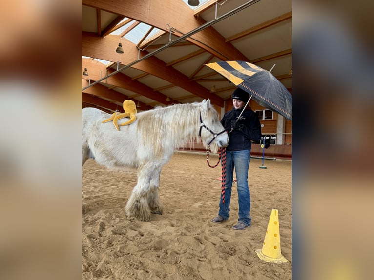 Tinker Ruin 9 Jaar 135 cm Gevlekt-paard in Achstetten