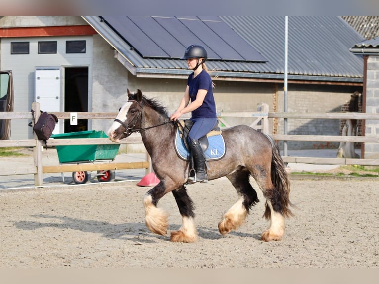 Tinker Ruin 9 Jaar 136 cm Zwart in Pepingen
