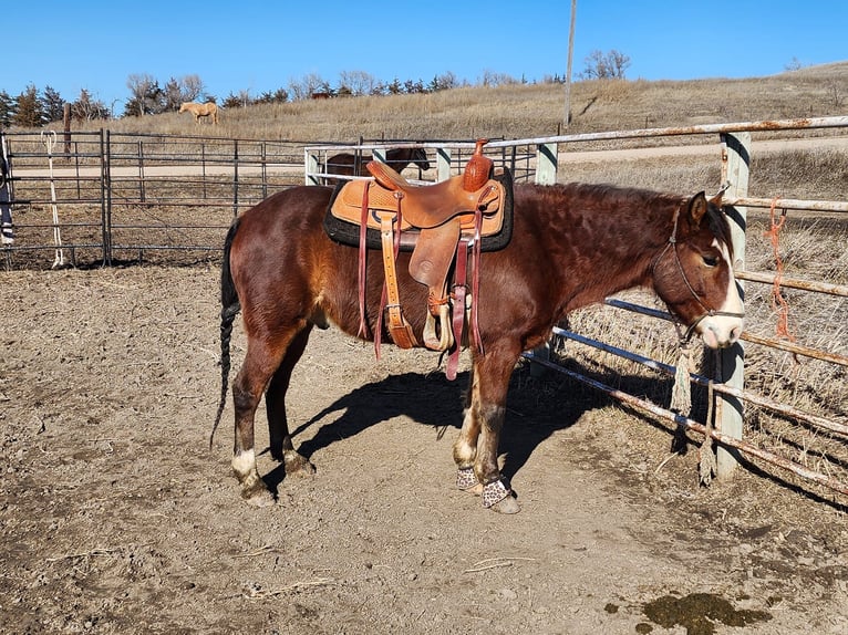 Tinker Mix Ruin 9 Jaar 137 cm Roodbruin in Comstock