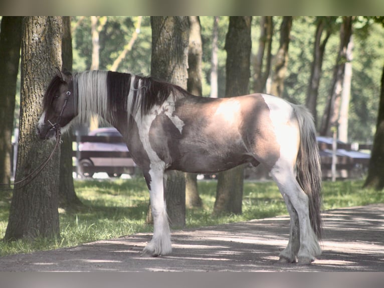 Tinker Mix Ruin 9 Jaar 139 cm Gevlekt-paard in Lathen