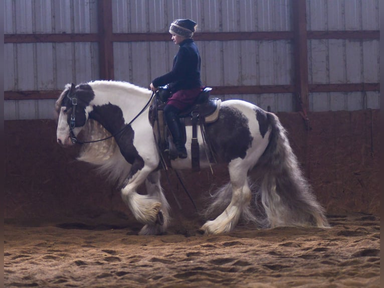 Tinker Ruin 9 Jaar 142 cm Gevlekt-paard in Strasburg