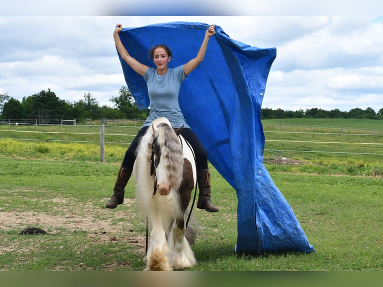 Tinker Ruin 9 Jaar 142 cm Gevlekt-paard in Strasburg