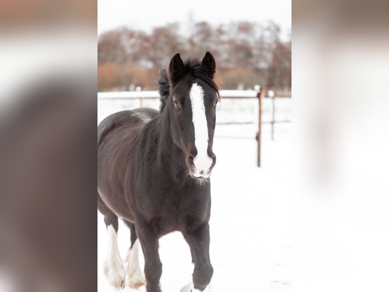 Tinker Ruin 9 Jaar 149 cm Donkerbruin in Greven