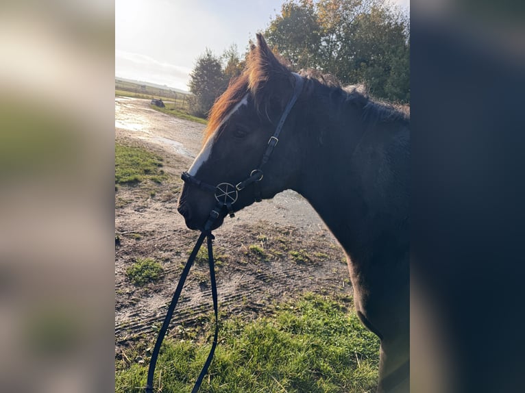 Tinker Ruin 9 Jaar 152 cm Zwart in Waldsolms