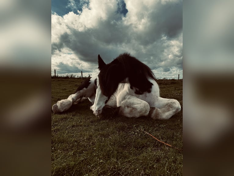 Tinker Ruin 9 Jaar 155 cm Tobiano-alle-kleuren in De panne