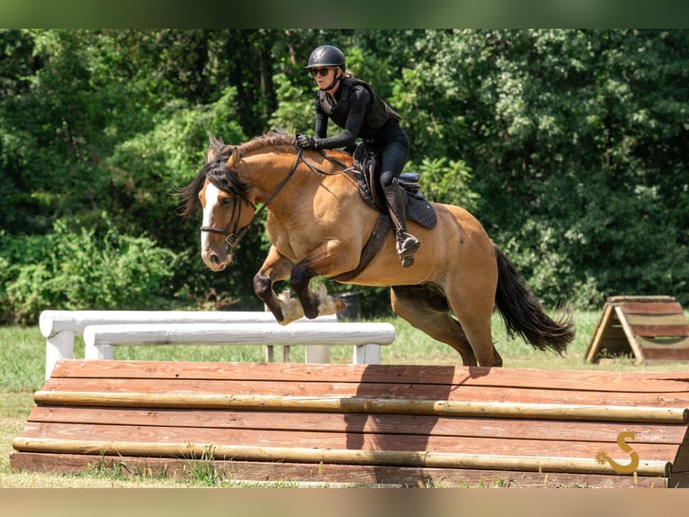 Tinker Mix Ruin 9 Jaar 160 cm Falbe in Bogard, MO