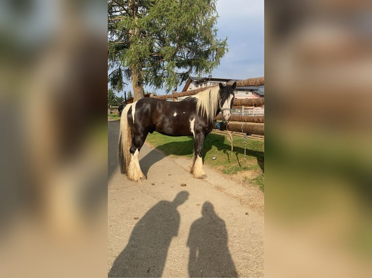 Tinker Ruin 9 Jaar 165 cm Gevlekt-paard in Obdach