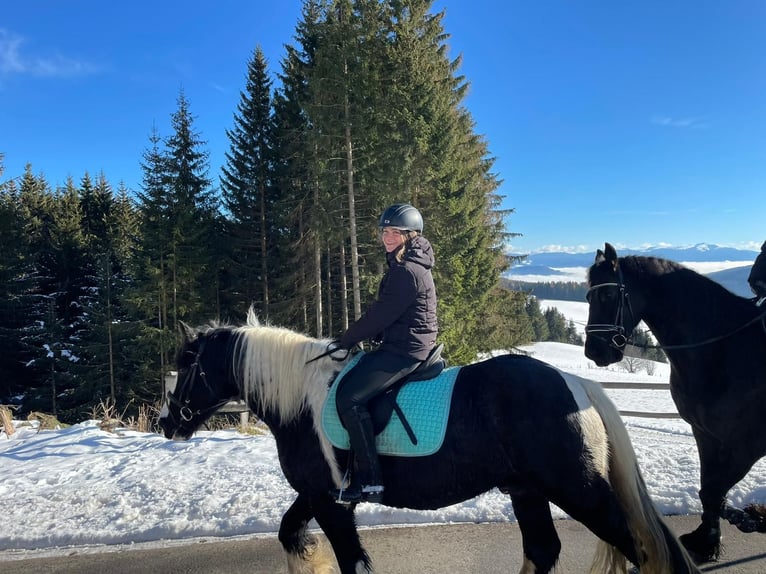 Tinker Ruin 9 Jaar 165 cm Gevlekt-paard in Obdach