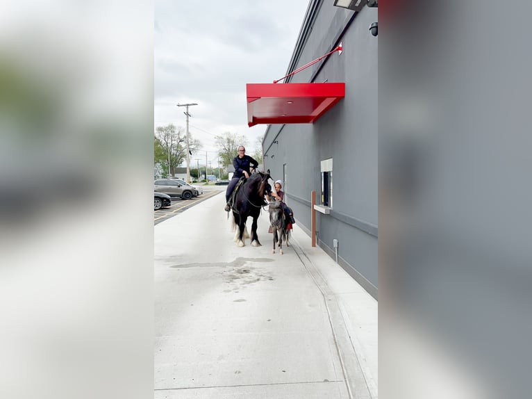 Tinker Ruin 9 Jaar  in Syracuse