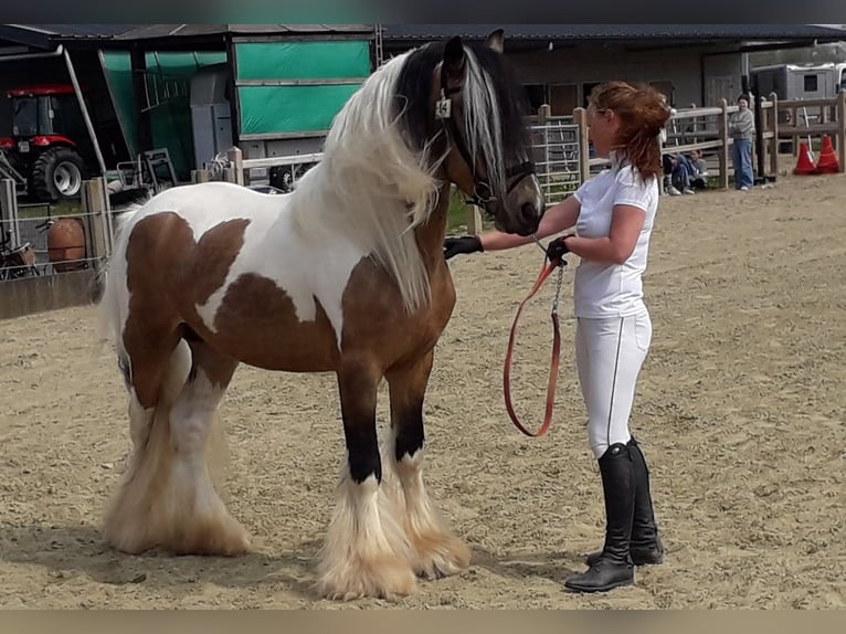 Tinker Semental 10 años 155 cm Buckskin/Bayo in Heusden-Zolder