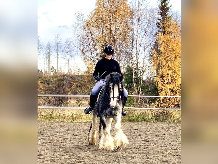 Tinker Semental 14 años 154 cm in F&#xF6;llinge