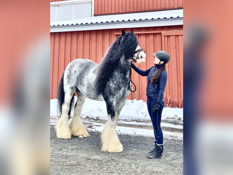 Tinker Semental 14 años 154 cm in F&#xF6;llinge
