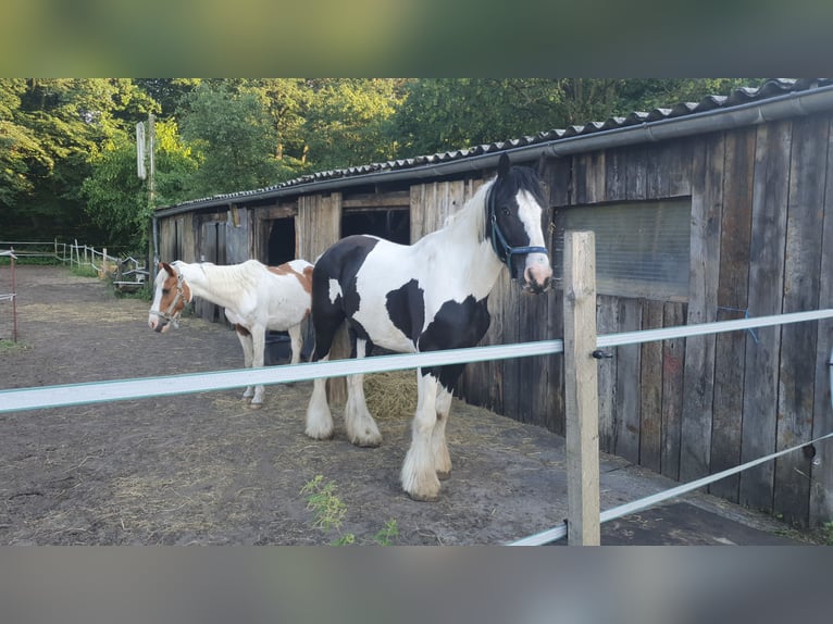 Tinker Semental 16 años 150 cm in Paderborn