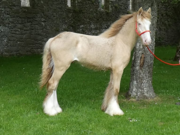 Tinker Semental 1 año 140 cm Cremello in Zwartewaal