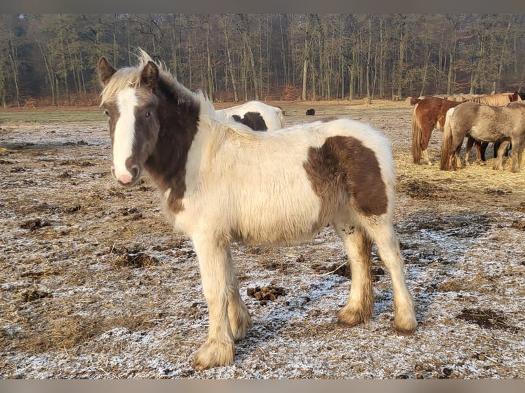 Tinker Semental 1 año 150 cm Tobiano-todas las-capas in Heiligengrabe Liebenthal