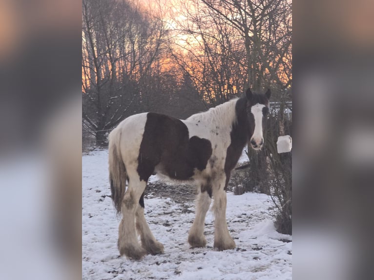 Tinker Semental 1 año Pío in Luszowice