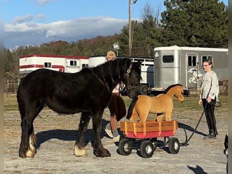 Tinker Semental 2 años 132 cm Negro in New Holland