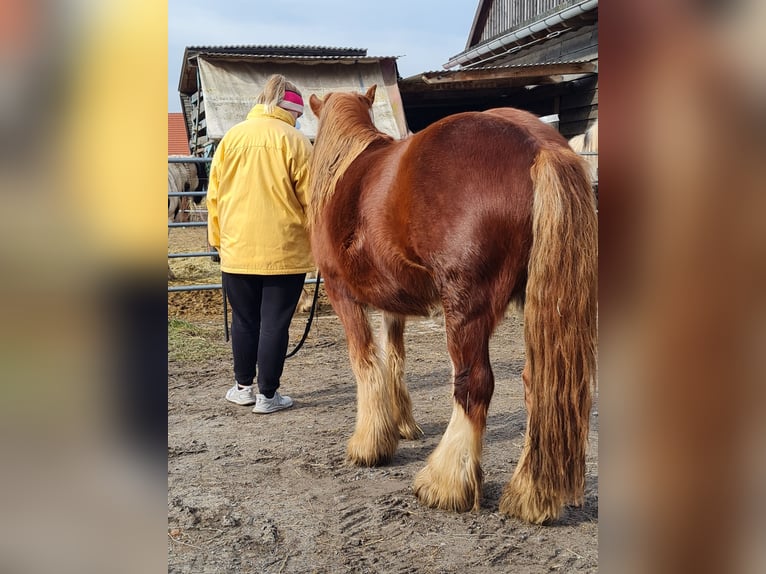 Tinker Semental 2 años 139 cm Alazán in Judenbach
