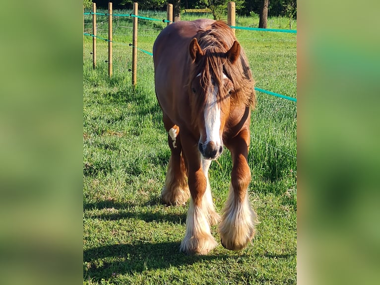 Tinker Semental 2 años 139 cm Alazán in Judenbach