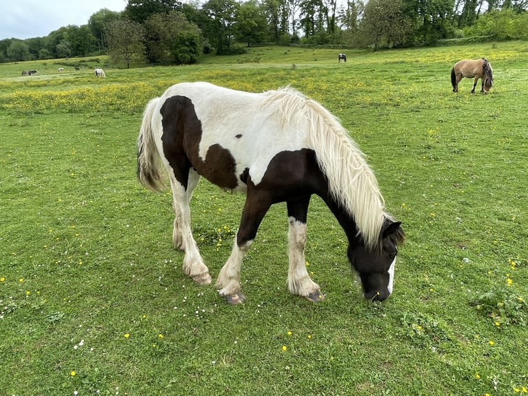 Tinker Semental 2 años Tobiano-todas las-capas in Genevrey