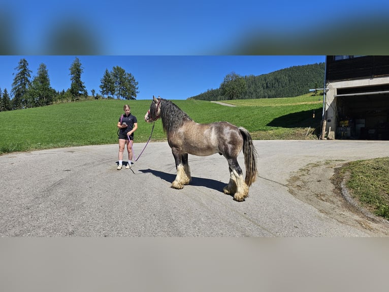 Tinker Semental 3 años 153 cm Buckskin/Bayo in Metnitz