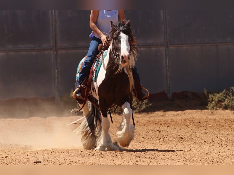 Tinker Semental 4 años Pío in Mineral Wells