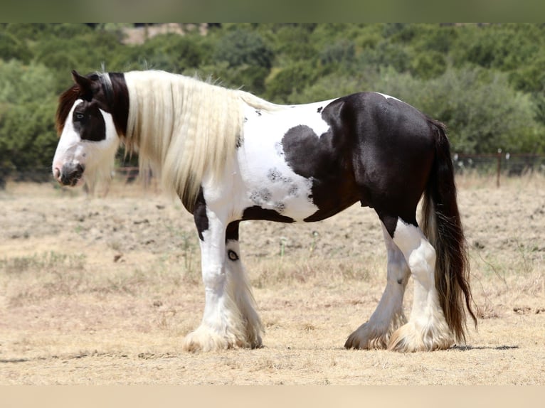 Tinker Semental 4 años Pío in Mineral Wells