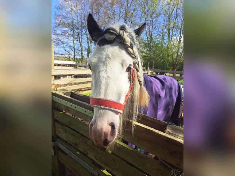 Tinker Semental 6 años 136 cm Pío in Egmond aan den Hoef