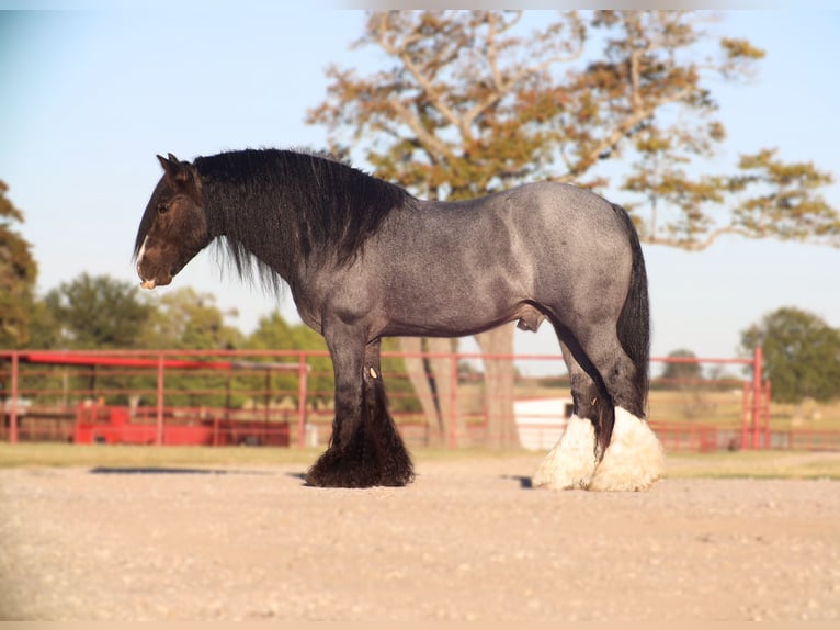 Tinker Semental 6 años 150 cm Ruano azulado in Grand Saline