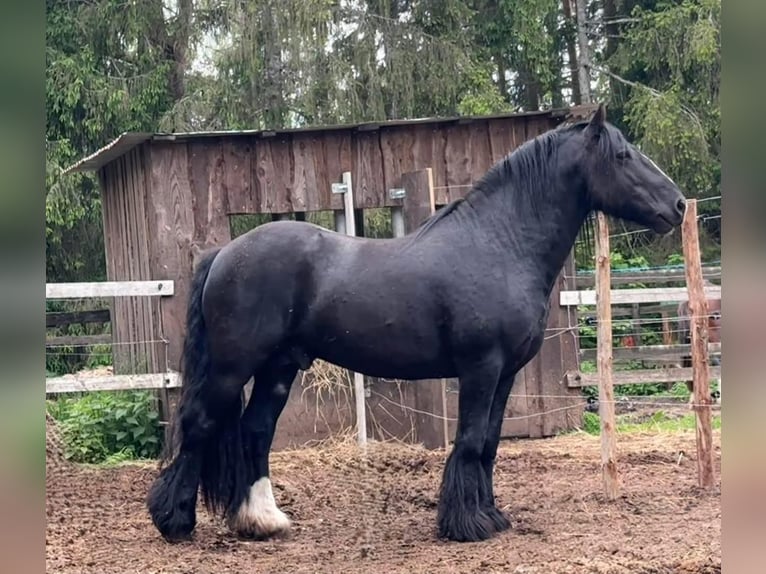 Tinker Semental 6 años 153 cm Negro in kohila