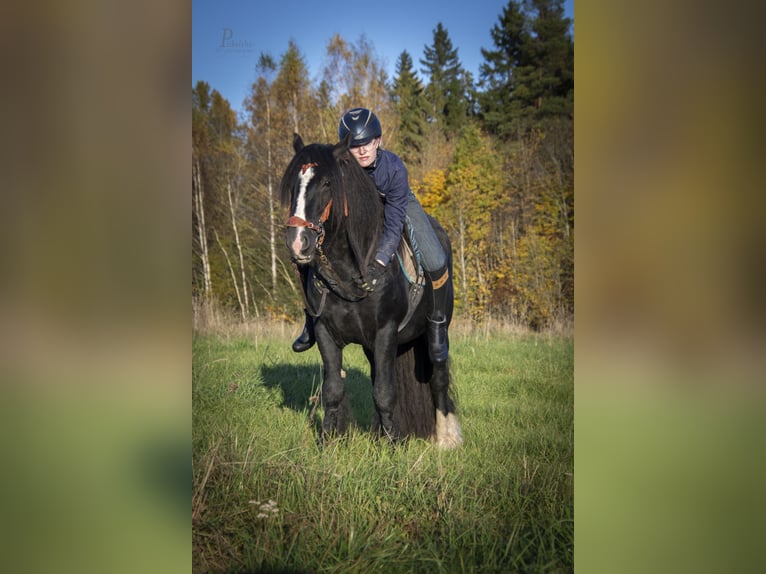 Tinker Semental 6 años 153 cm Negro in kohila