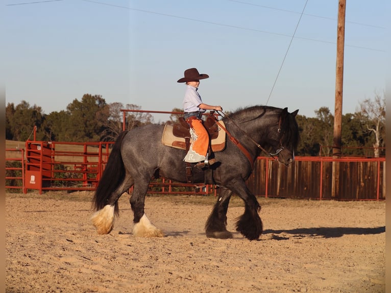 Tinker Semental 7 años 150 cm Ruano azulado in Grand Saline