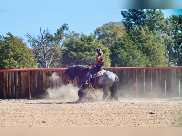 Tinker Semental 7 años 150 cm Ruano azulado in Grand Saline