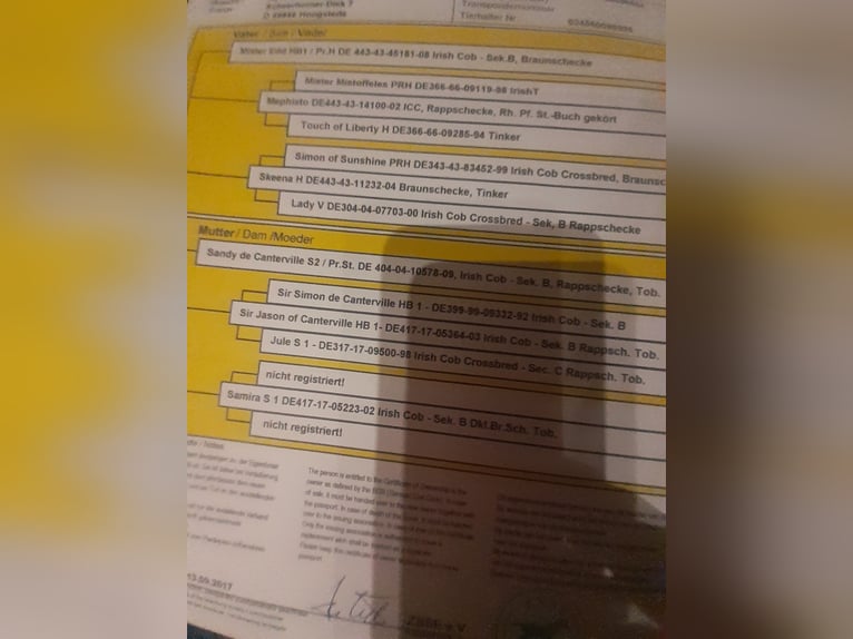 Tinker Semental 9 años 156 cm Pío in Bad Münstereifel