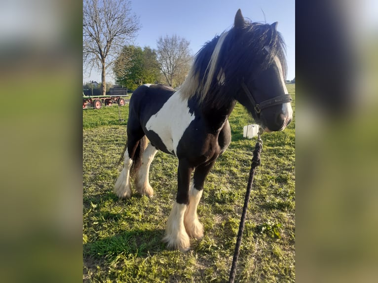 Tinker Semental 9 años 156 cm Pío in Bad Münstereifel