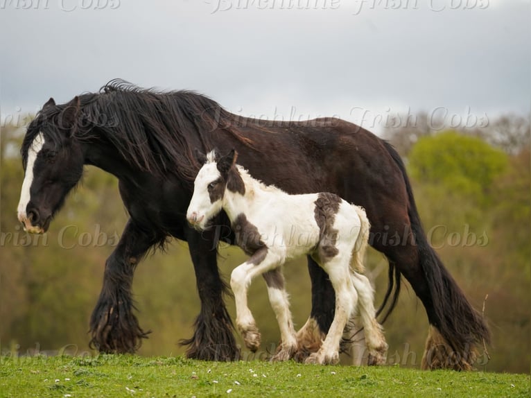 Tinker Semental Potro (01/2026) 155 cm  in kerry